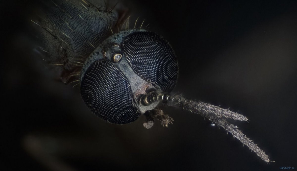 Комар под микроскопом