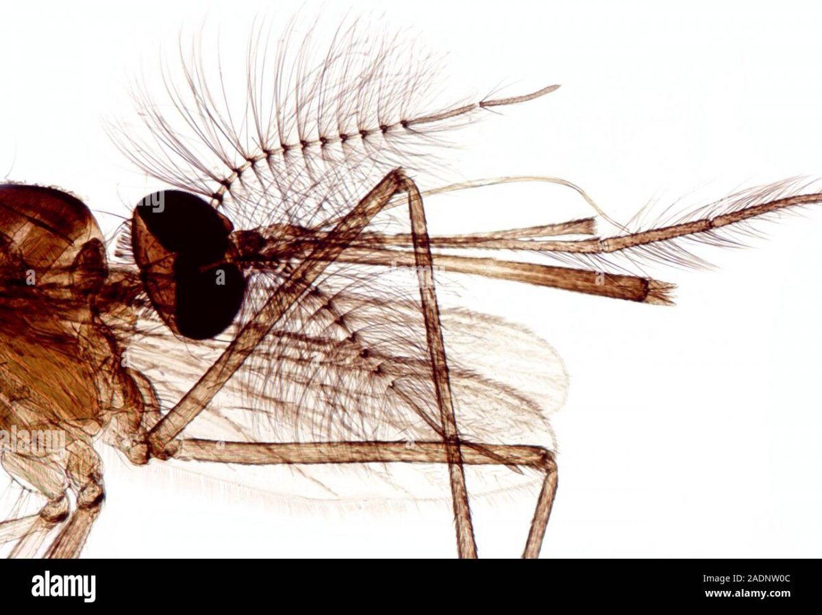 Комар под микроскопом