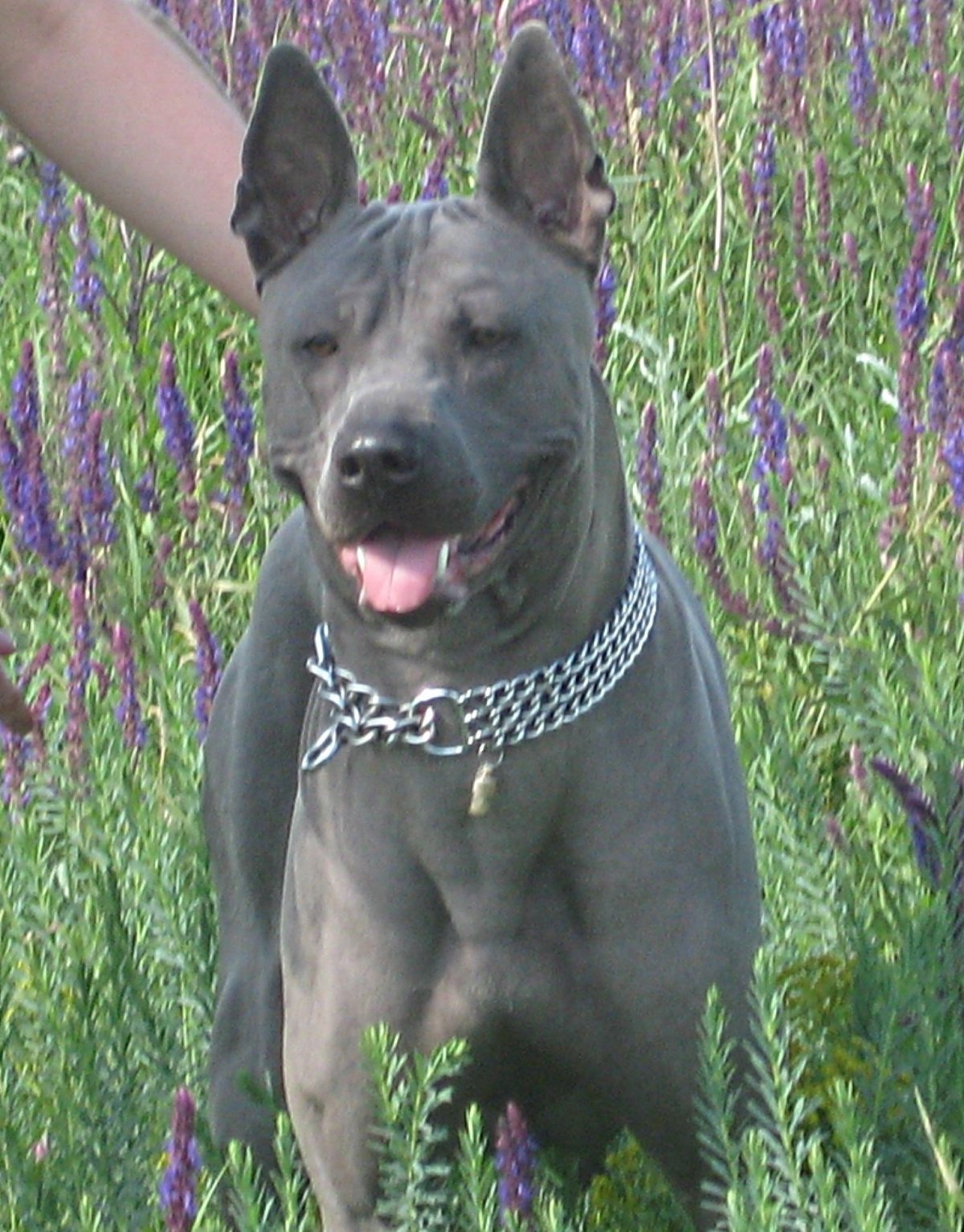 Хмонг порода собак щенки