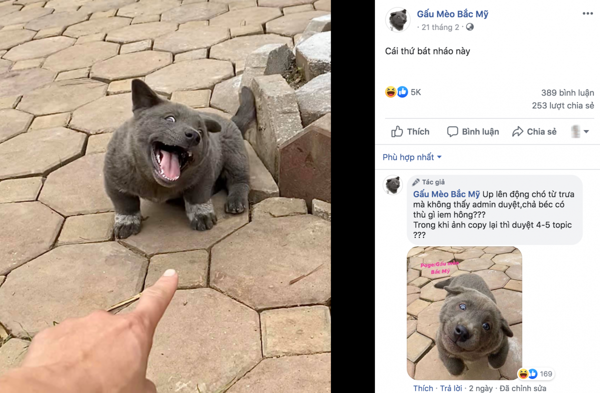 Куцехвостый хмонг Котопес