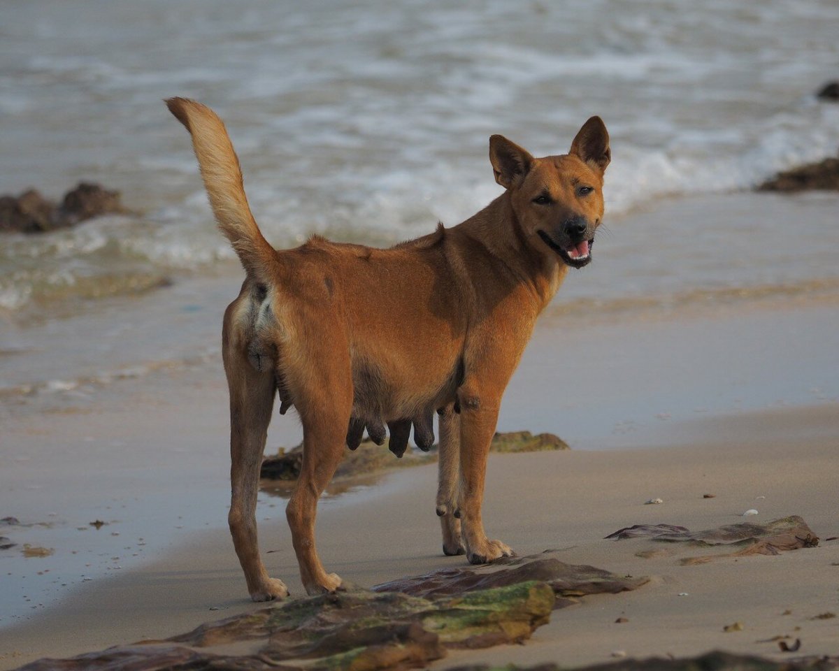 Хмонги щенок