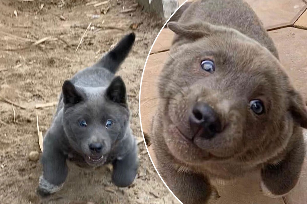 Акита-ину американская щенок