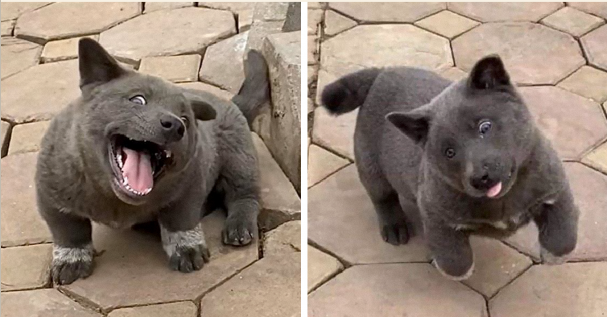 Порода Акита-ину фото