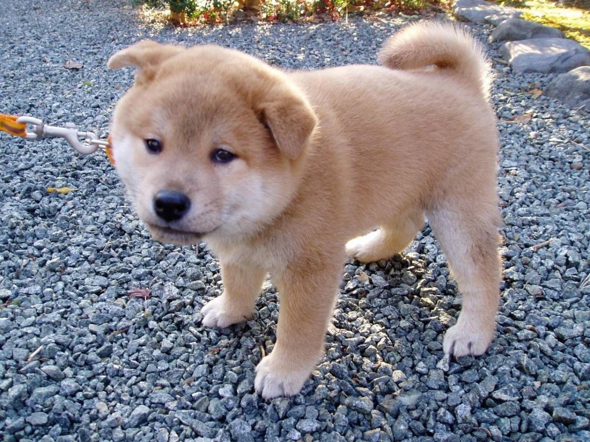 Куцехвостый хмонг