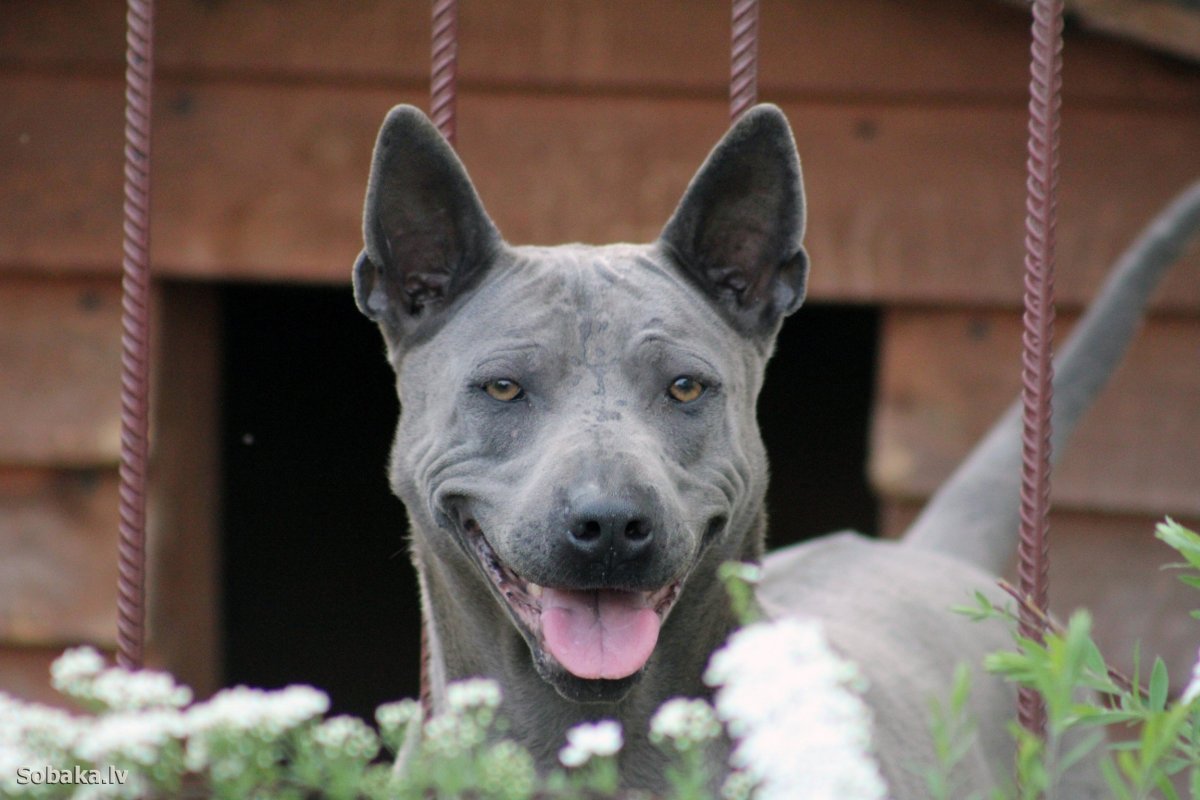 Австралийский Хилер милашон