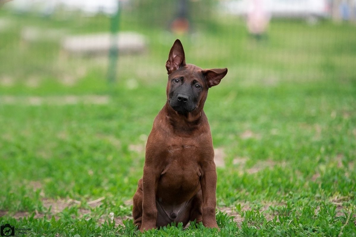 Хмонг порода собак