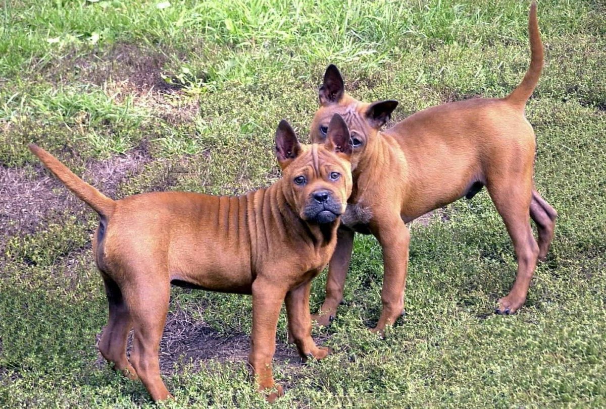 Вьетнамский куцехвостый хмонг