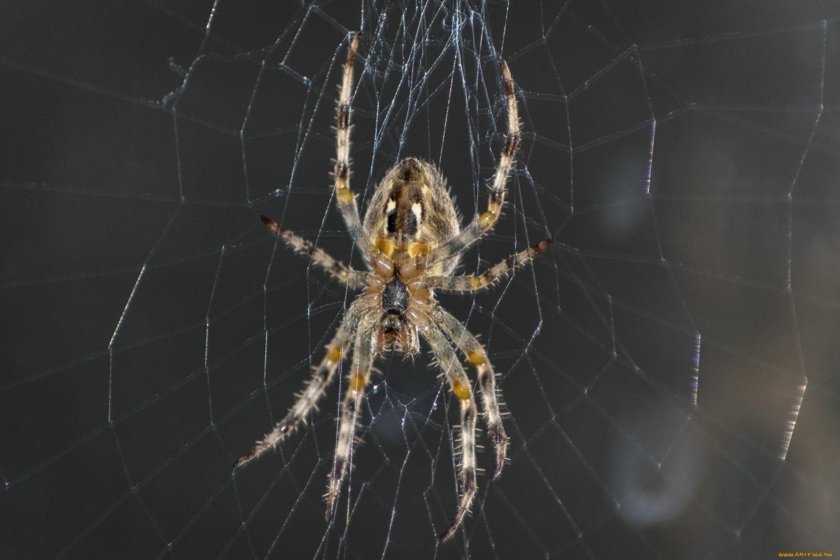 Морм армянский паук