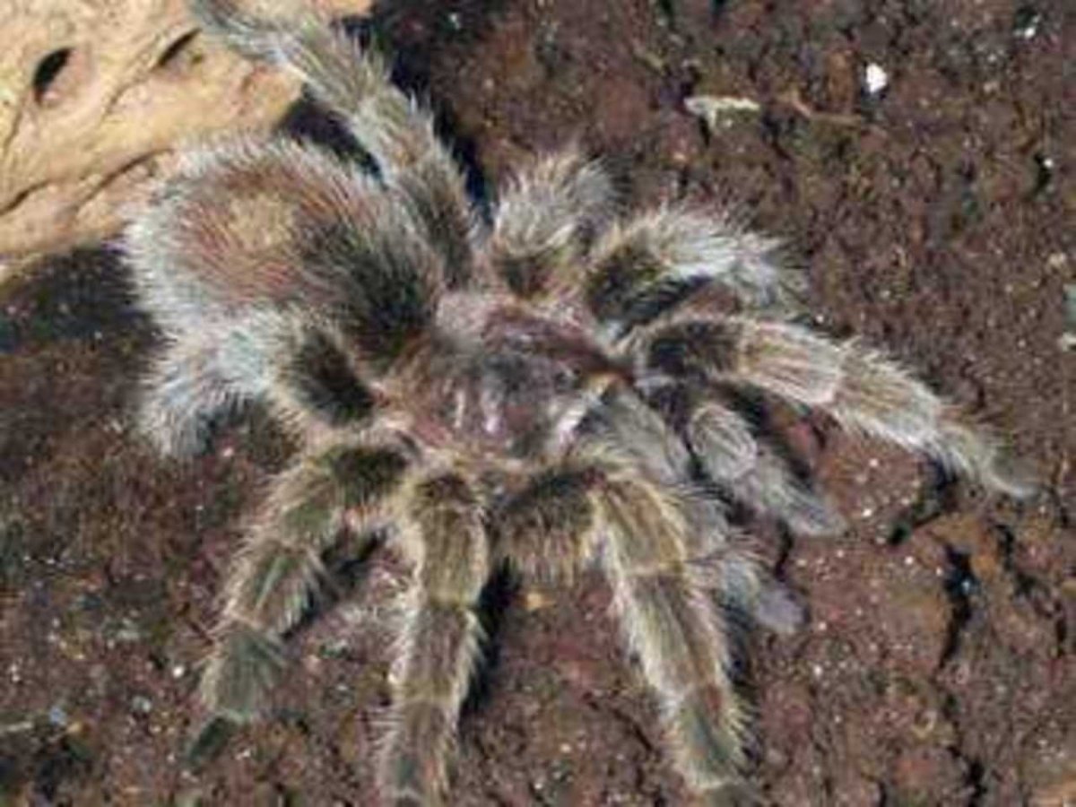 Чилийский розовый паук птицеед