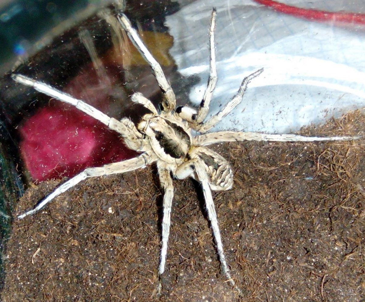 Паучок Вольфензон