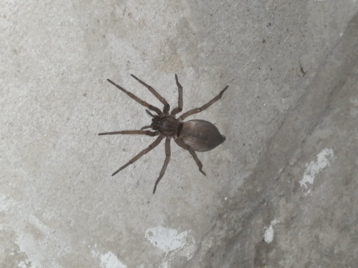 Паук Тарантул австралийский