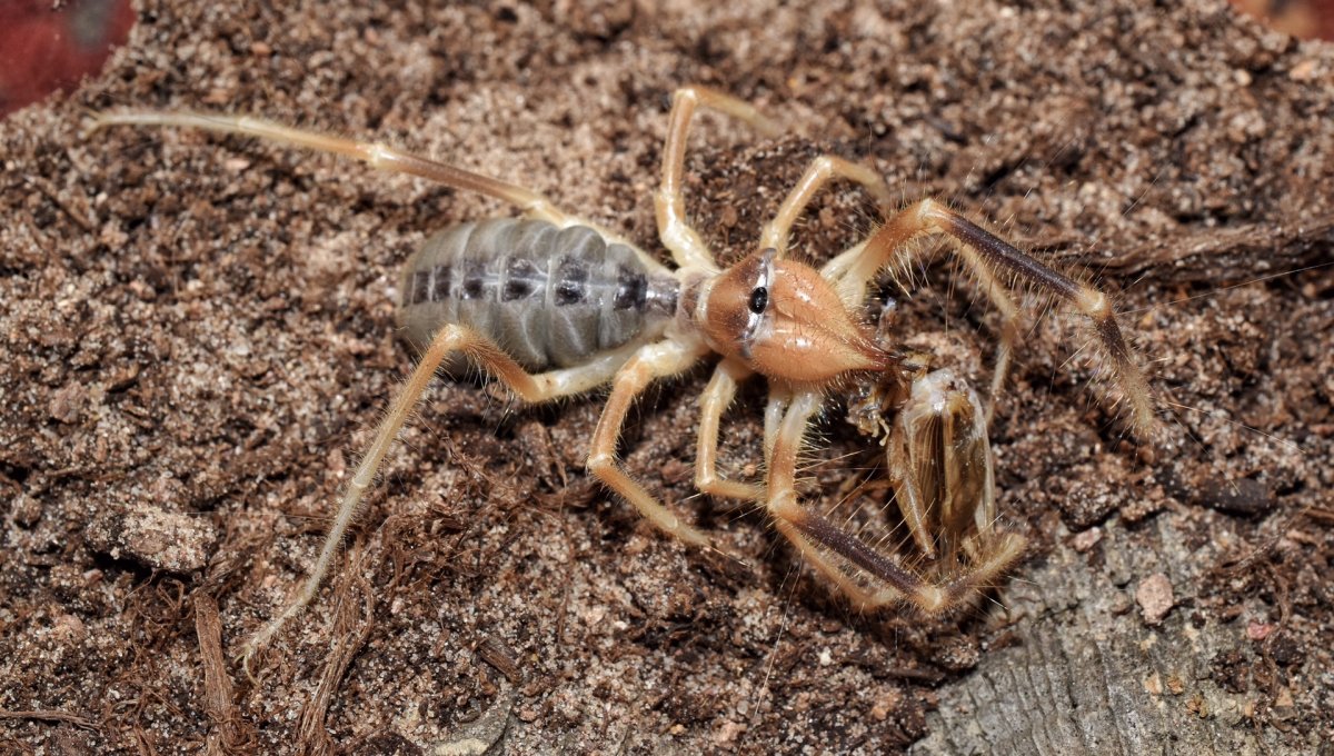 Верблюжий паук фаланга