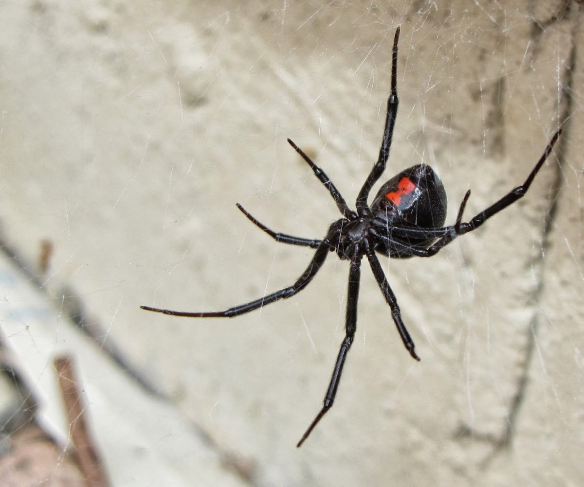 Сольпуга фаланга паук