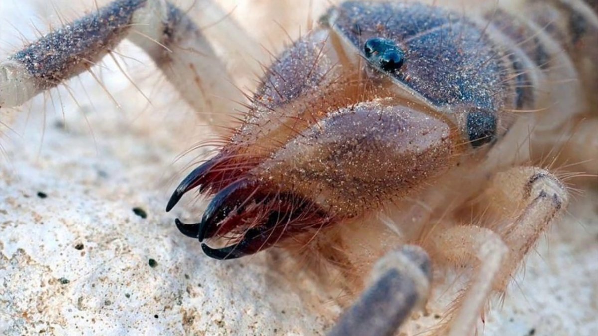 Мормышка паучок Пирс