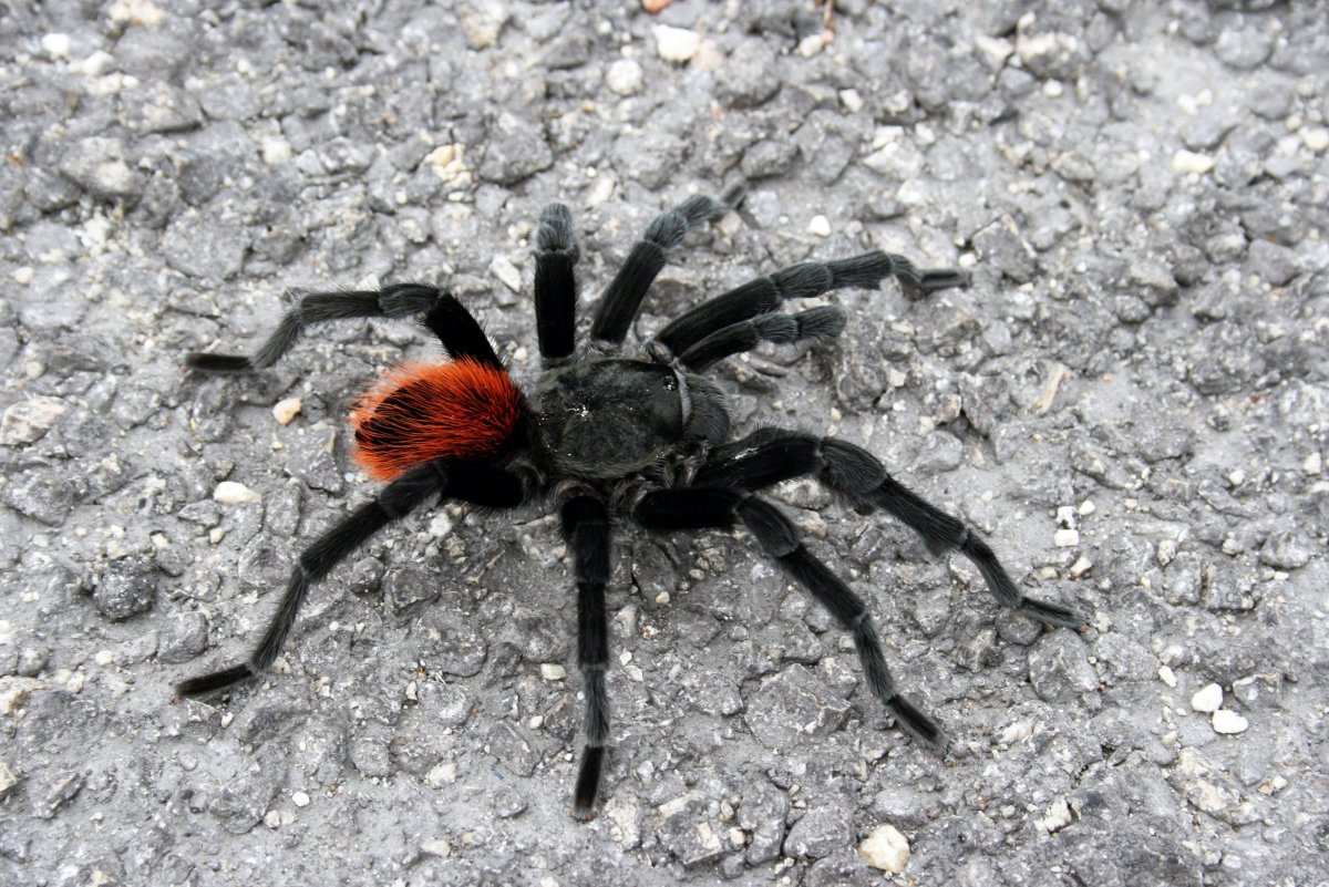 Poecilotheria hanumavilasumica