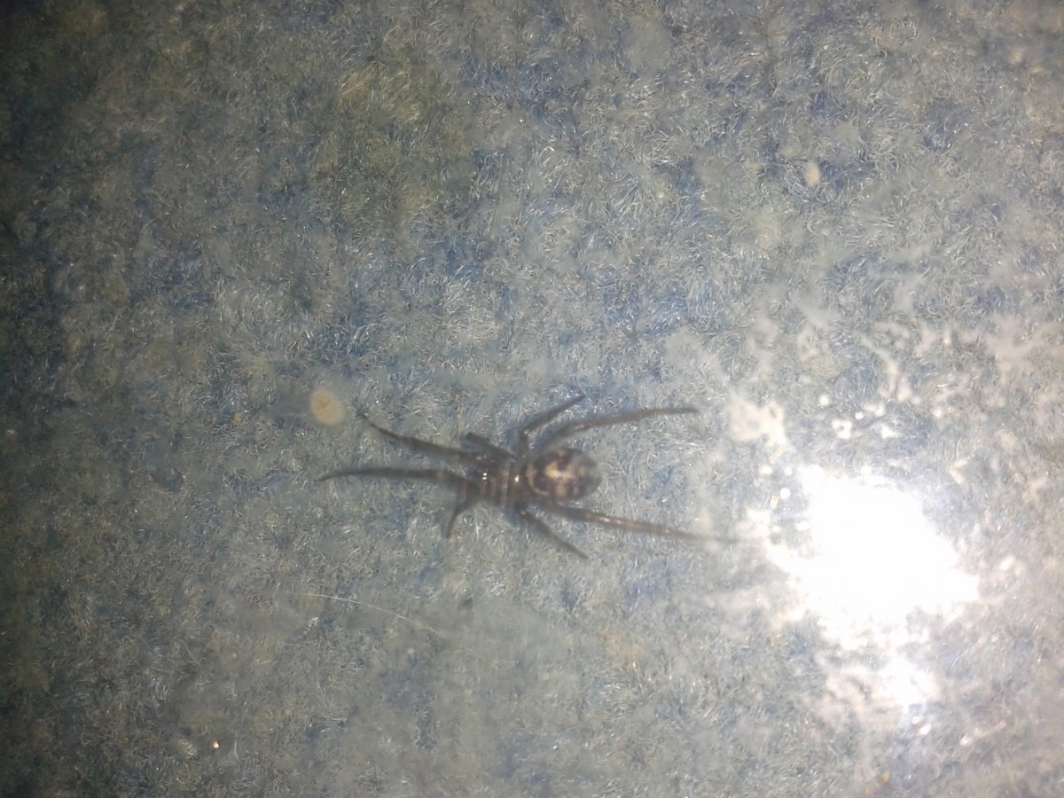 Паук морм в армении