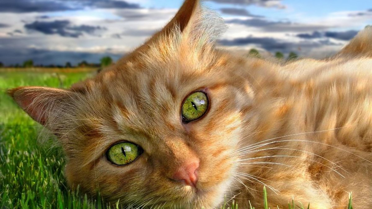 Рыжие коты с зелеными глазами