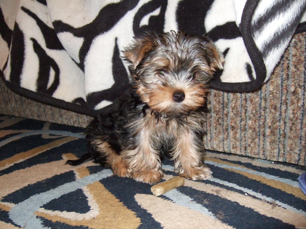 Йоркширский терьер на 1месеце