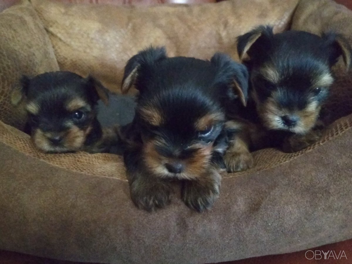 Щенки йоркширского терьера сммамой