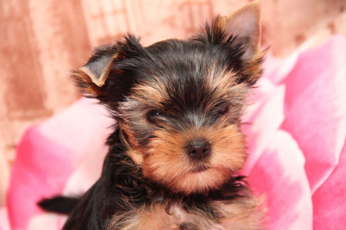 Йоркширский терьер 1 мес