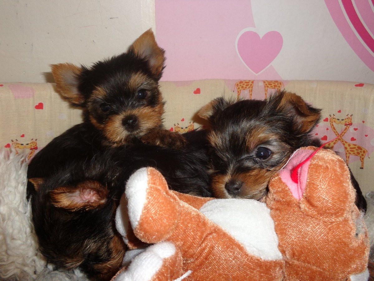 Йоркширский терьер помесь 6 месяцев