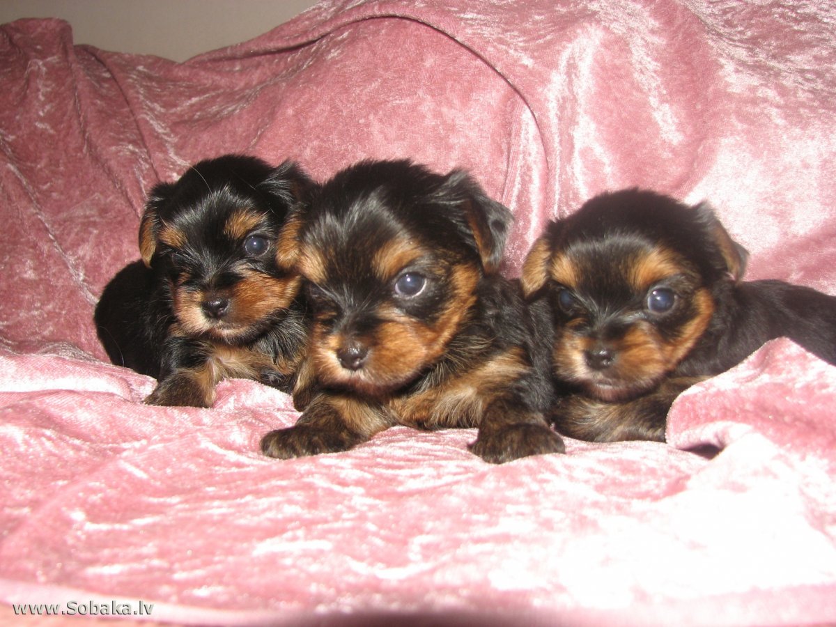 Йоркширский терьер мини 2 месяца