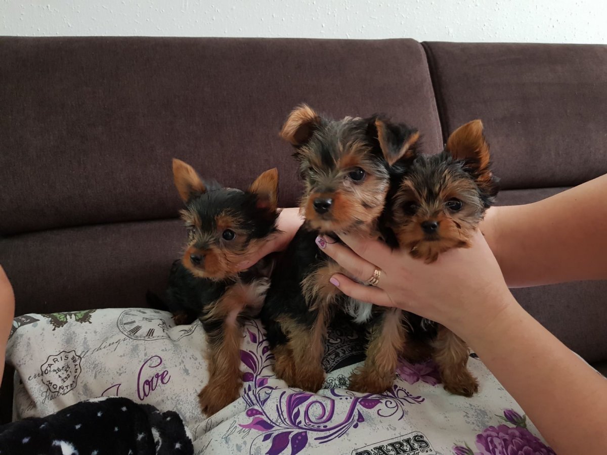 Йоркширский терьер мини Беби фейс