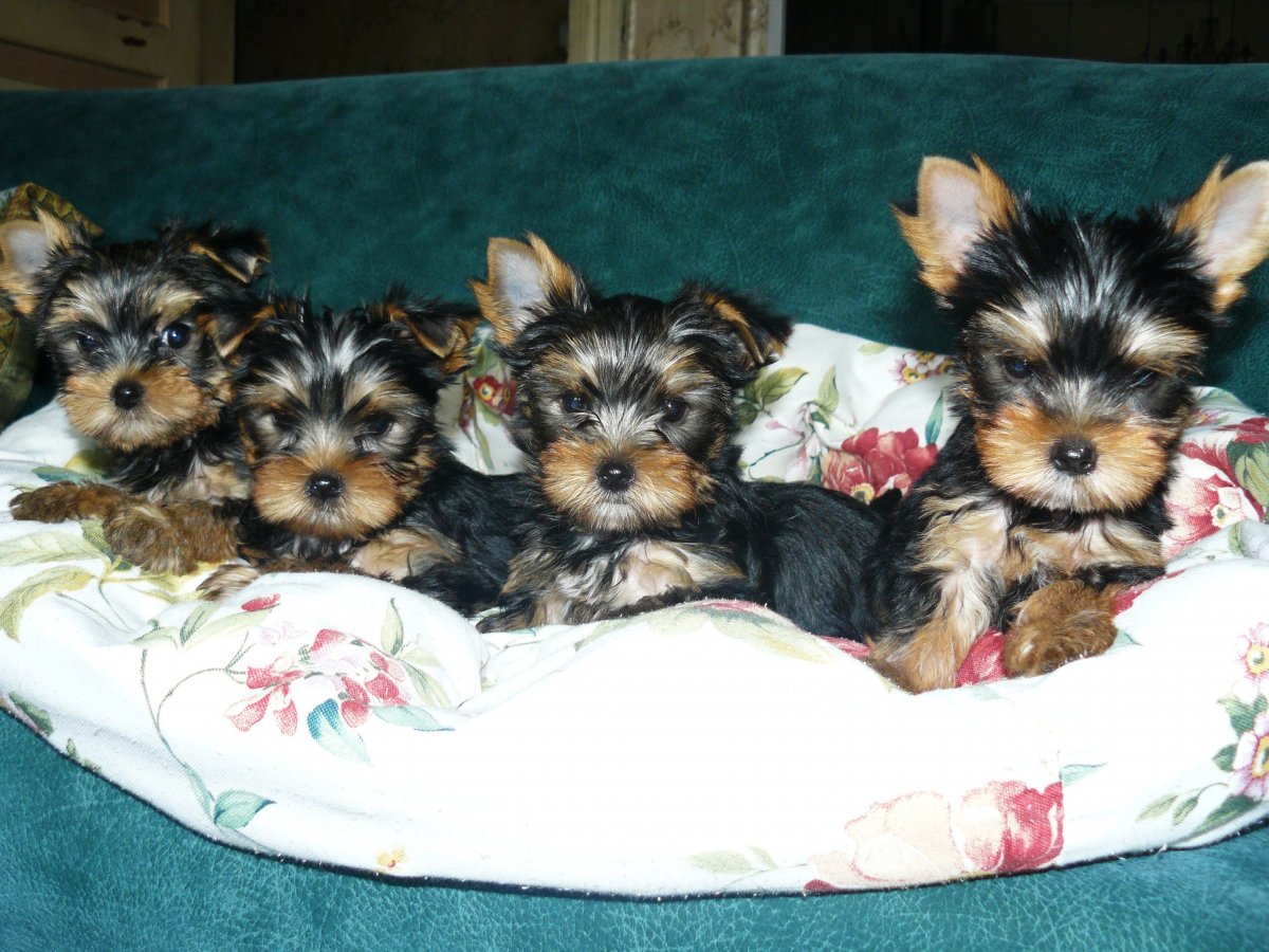 Маленькие йорки 1 месяц