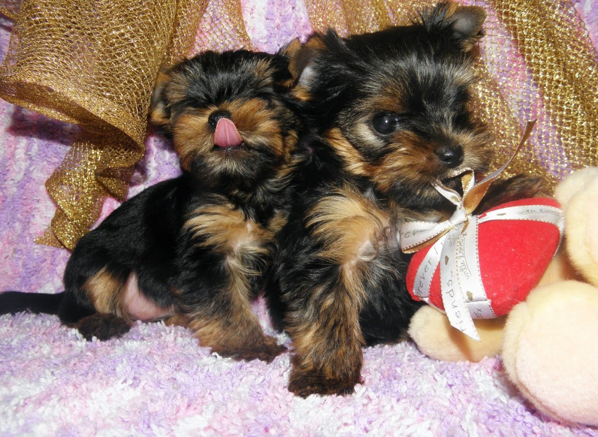 Щенки йоркширского терьера Новорожденные