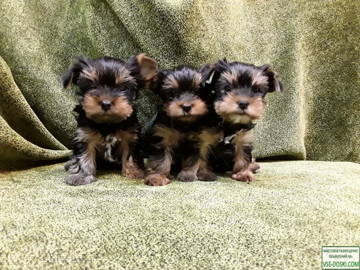 Пекинес и Йоркширский терьер