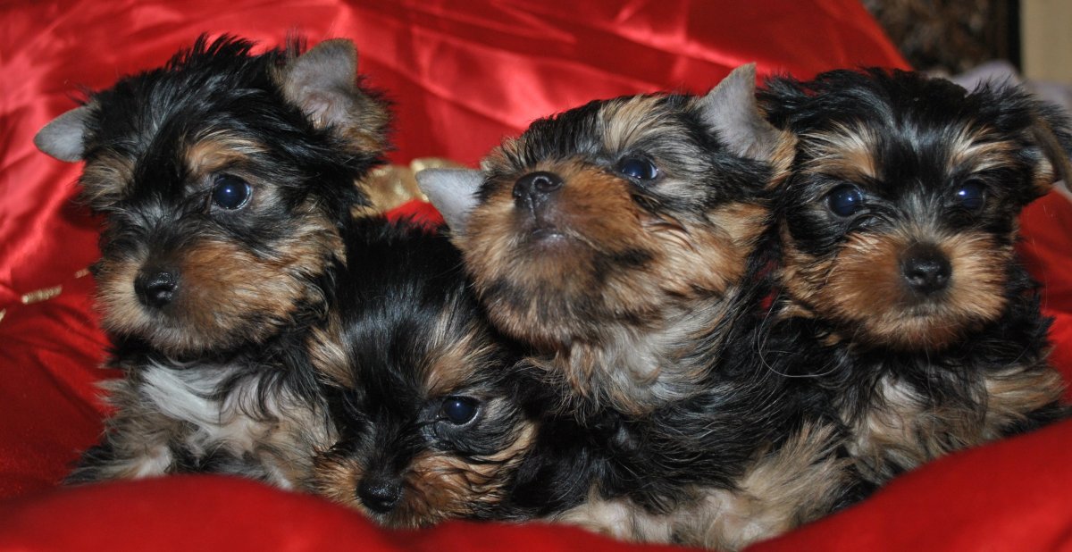 Щенок Йорка 1 месяц