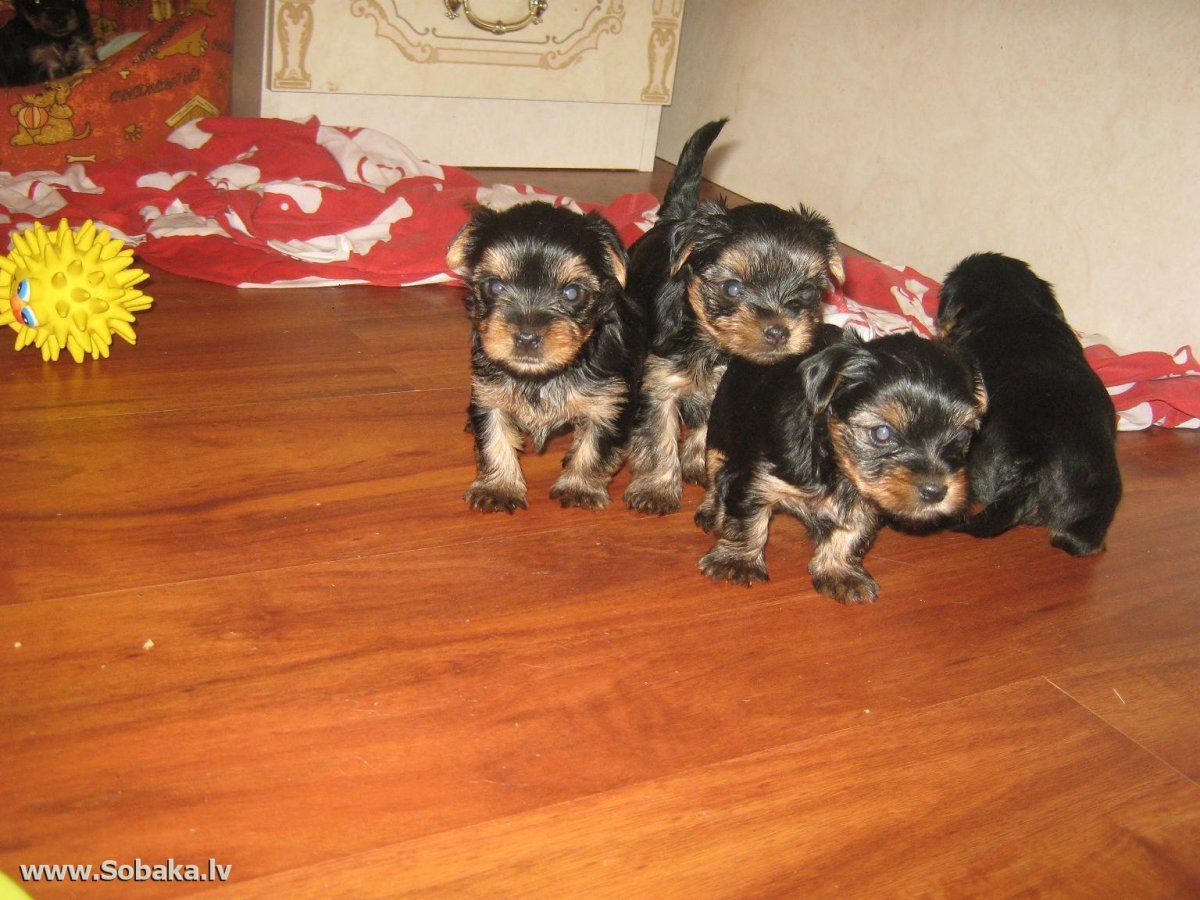 Щенки Йорка Возраст 1 месяц 5 щенков фото