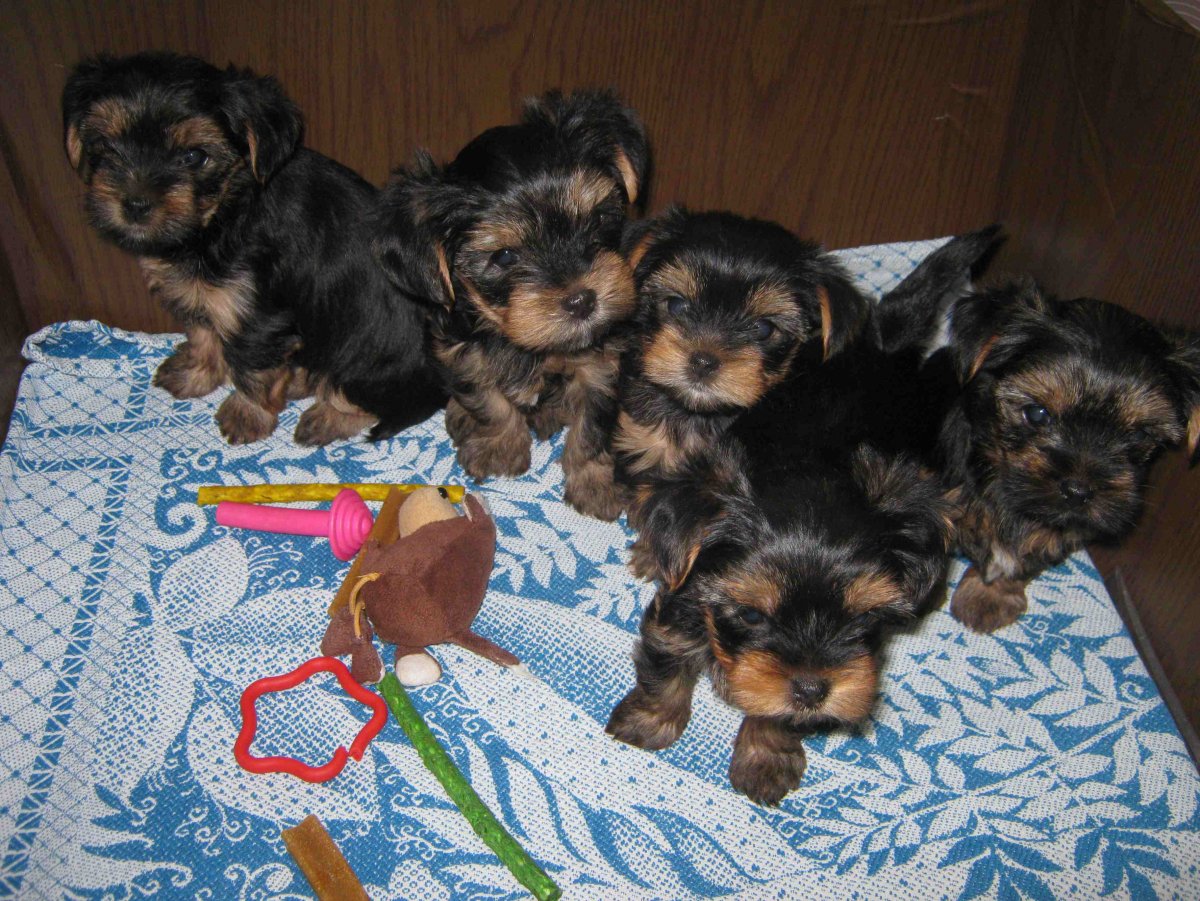 Мини Йорк 2 месяца