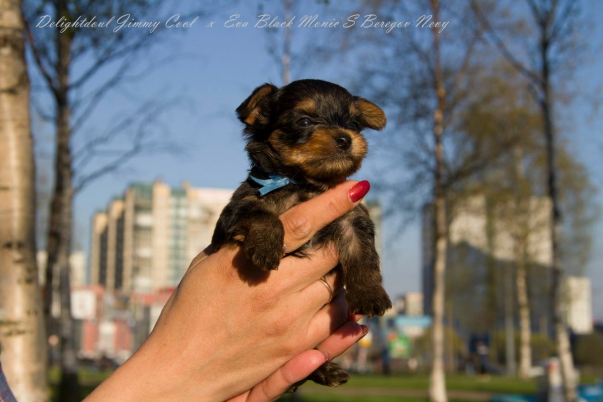 Щенки Йорка несколько