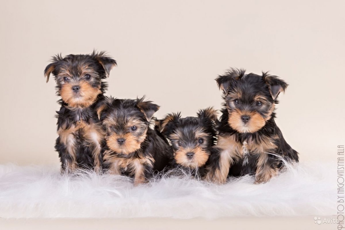 Йоркширский щенки 2021