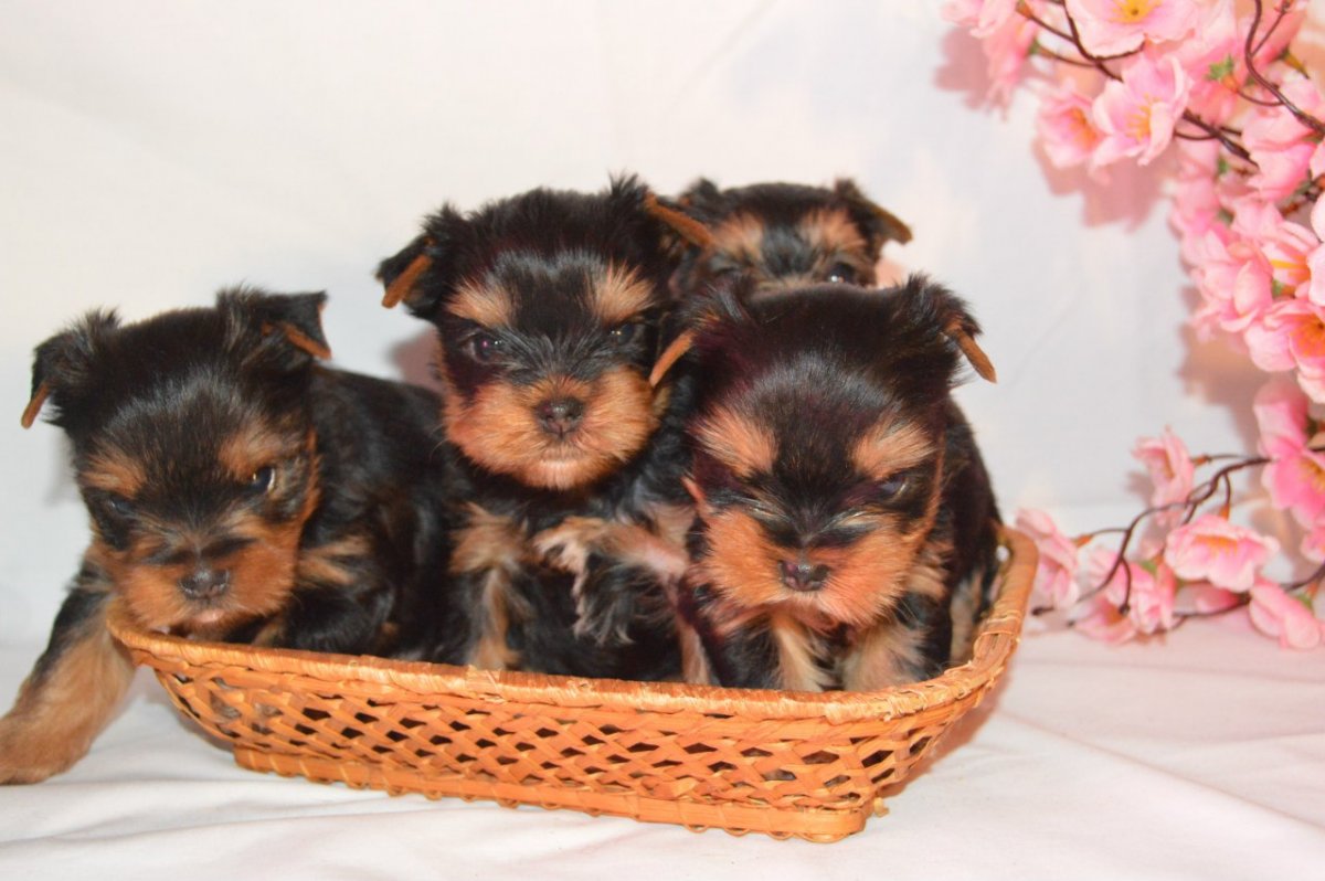 Щенки йоркширского терьера рождение