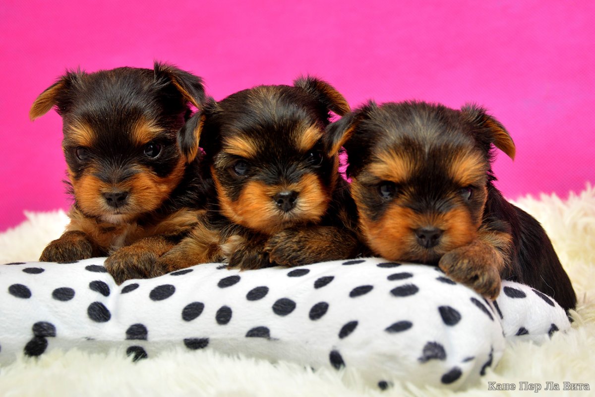 Йоркширский терьер мини щенок 1 месяц