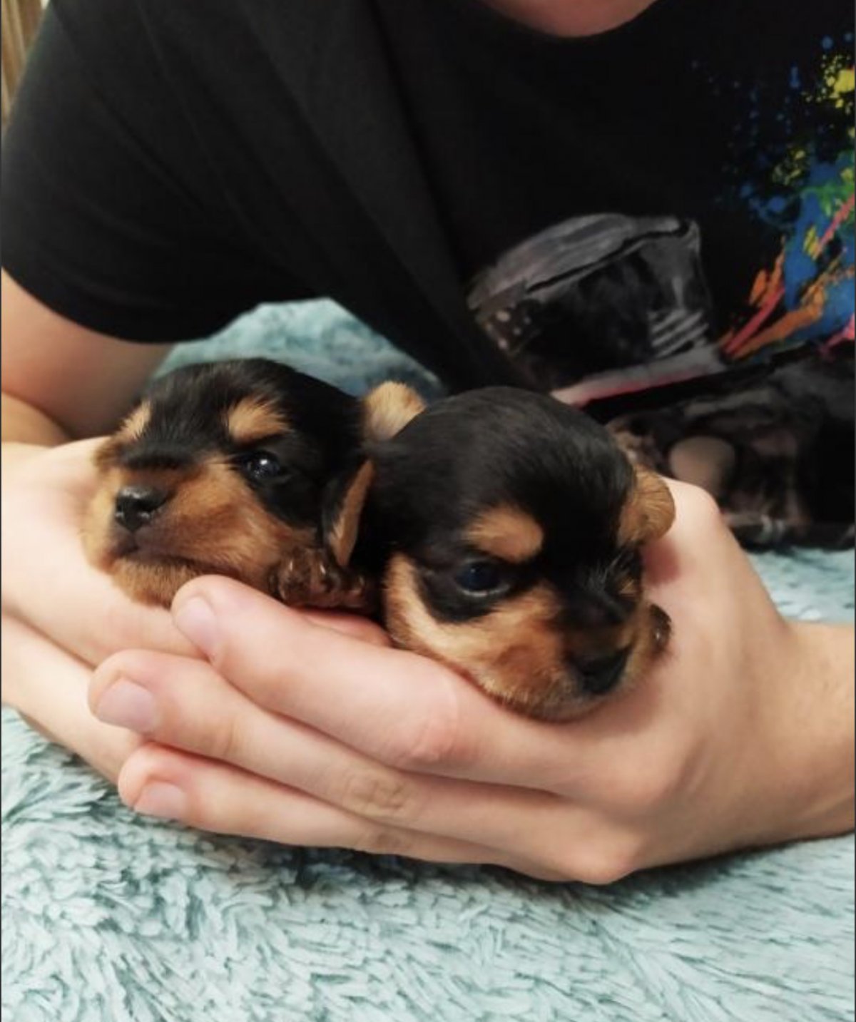 Щенки мини Йорка в 2 месяца