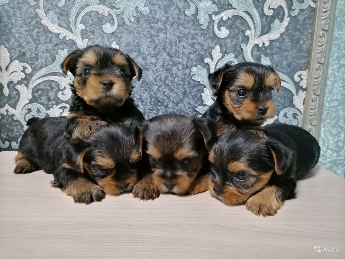 Той терьер мини Беби фейс