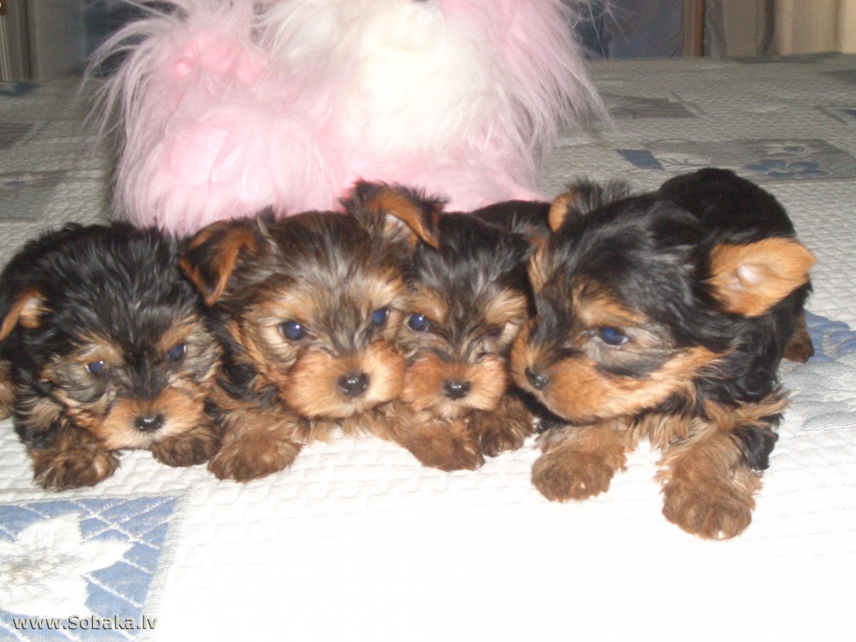 Био Йорк терьер