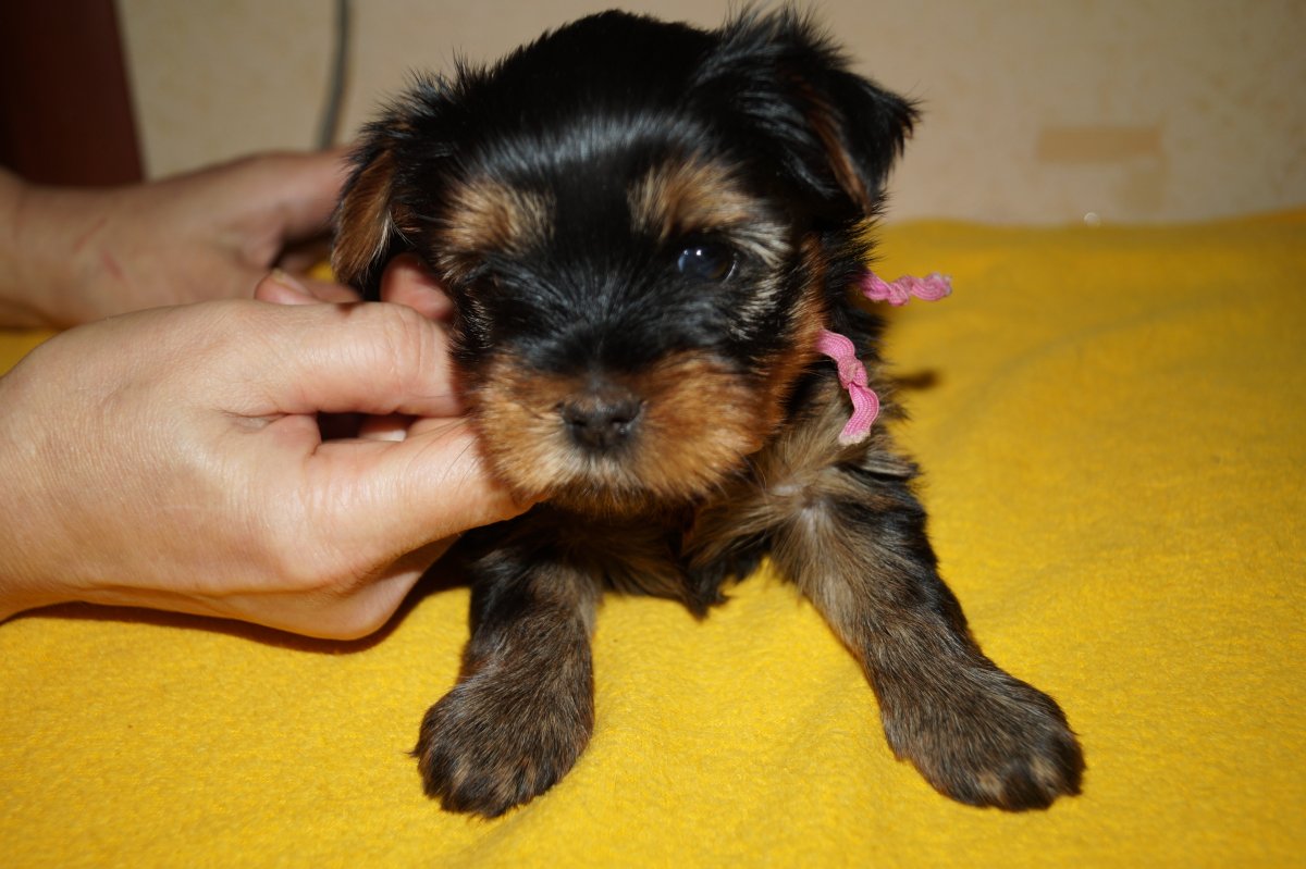Щенок йоркширского терьера мини 1.5 месяца