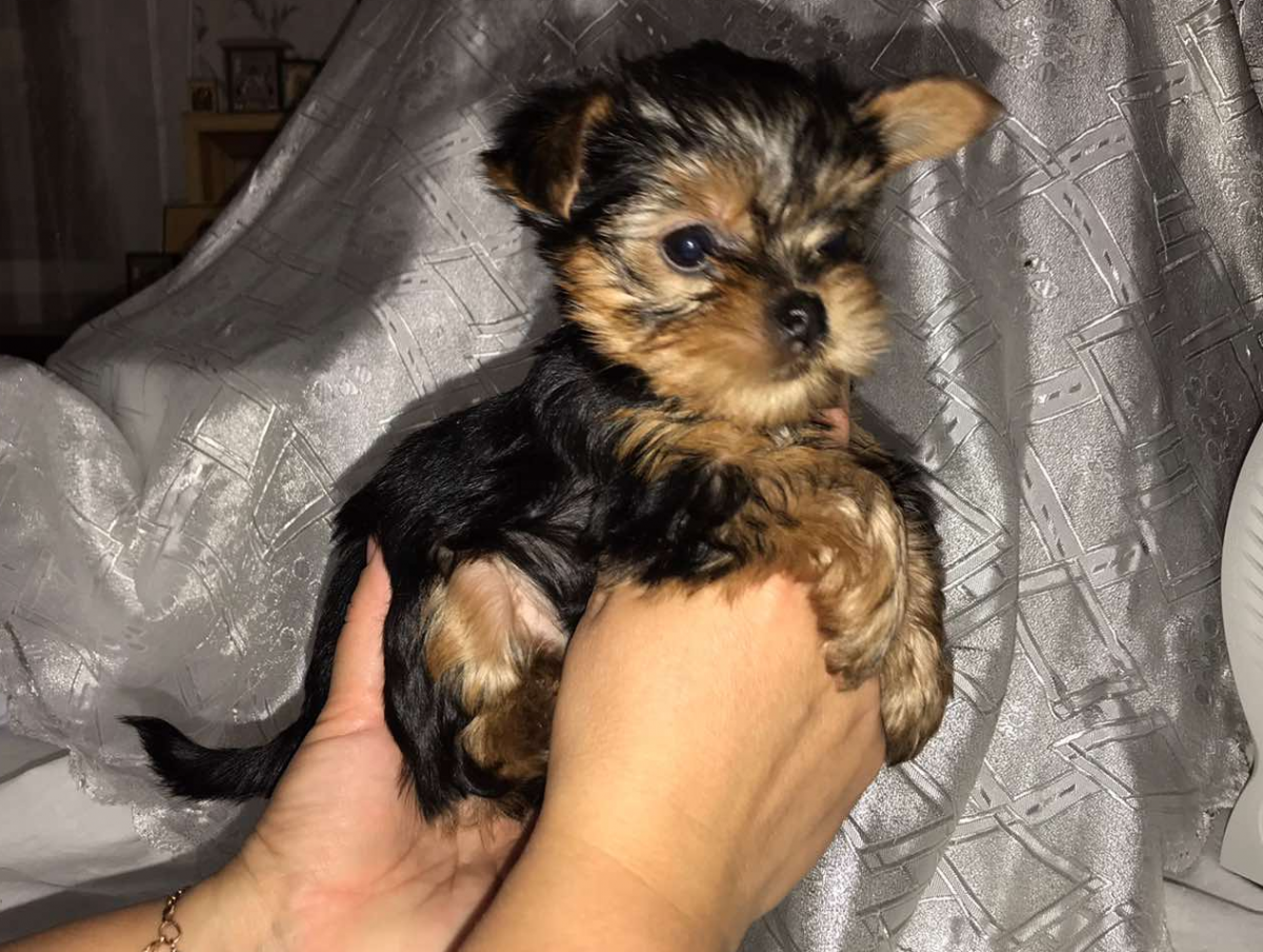 Йоркширский терьер Щенячья