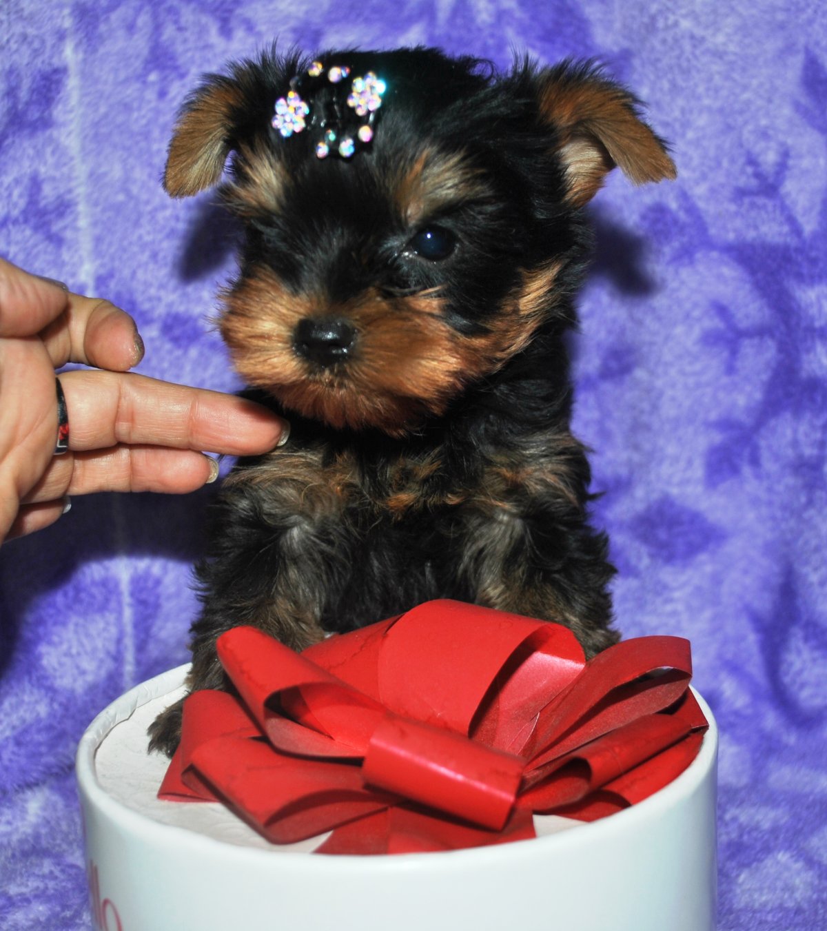 Йоркширский терьер щенки 2-3 мес