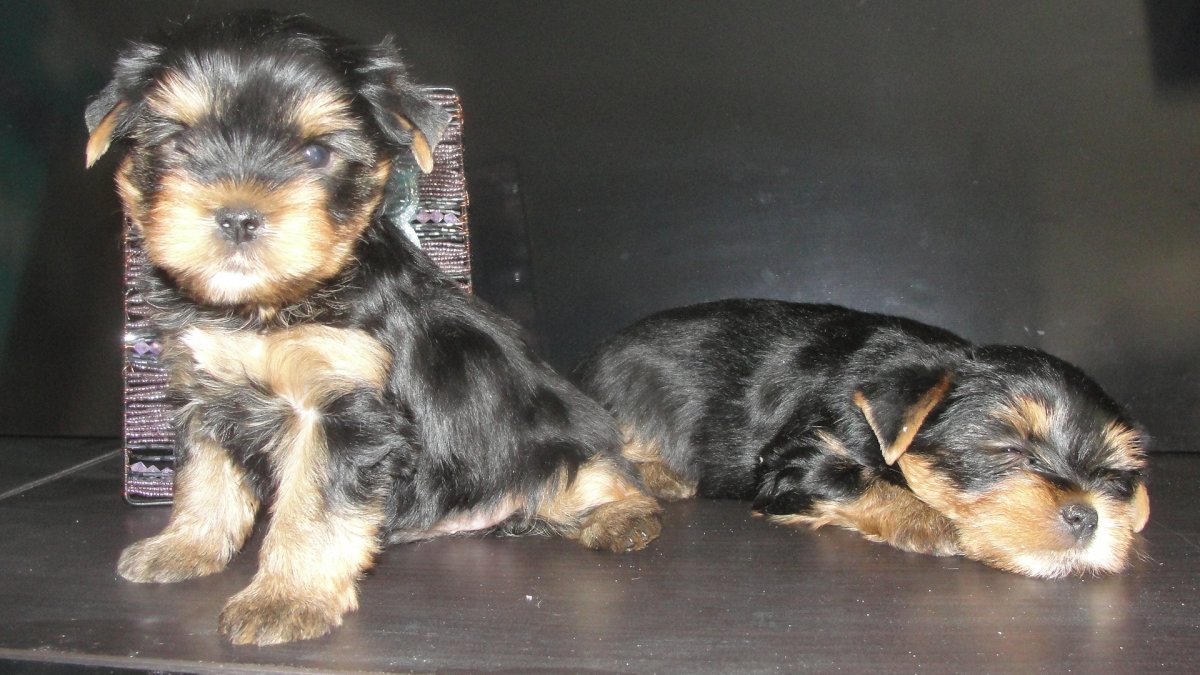 Чем щенок йоркширского мальчик от девочки отличается