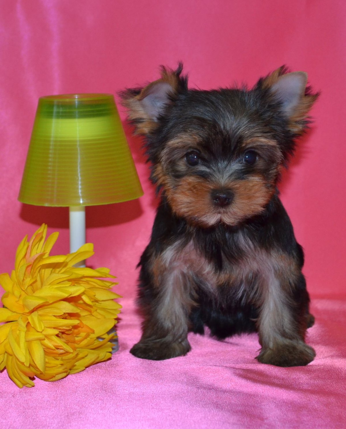 Йоркширский терьер мини щенок 1 месяц