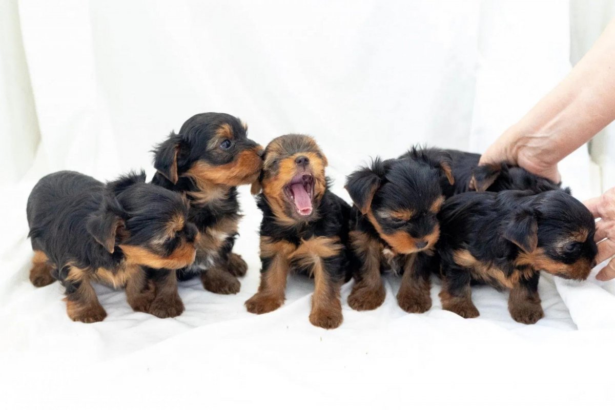 Месячные щенки йорка