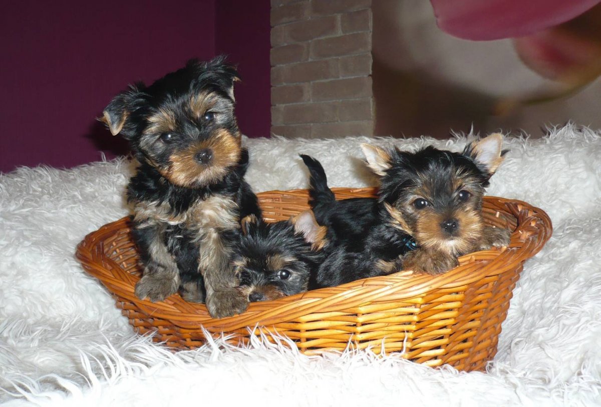 Щенок йоркширского терьера 2 месяца