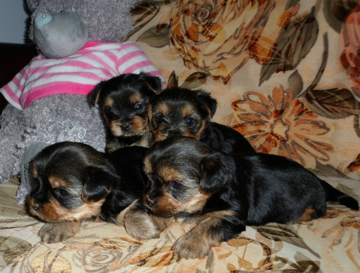 Йоркширский терьер нано