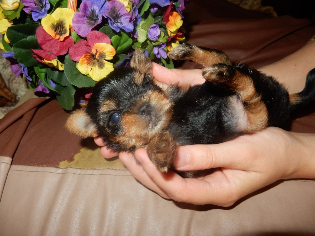 Йоркширский терьер со щенками