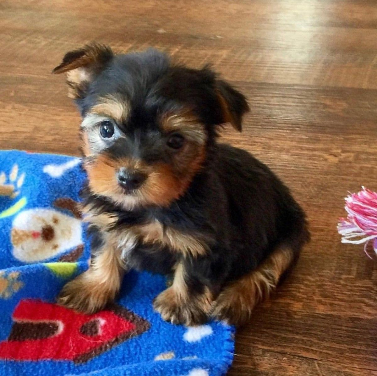 Йорик собака